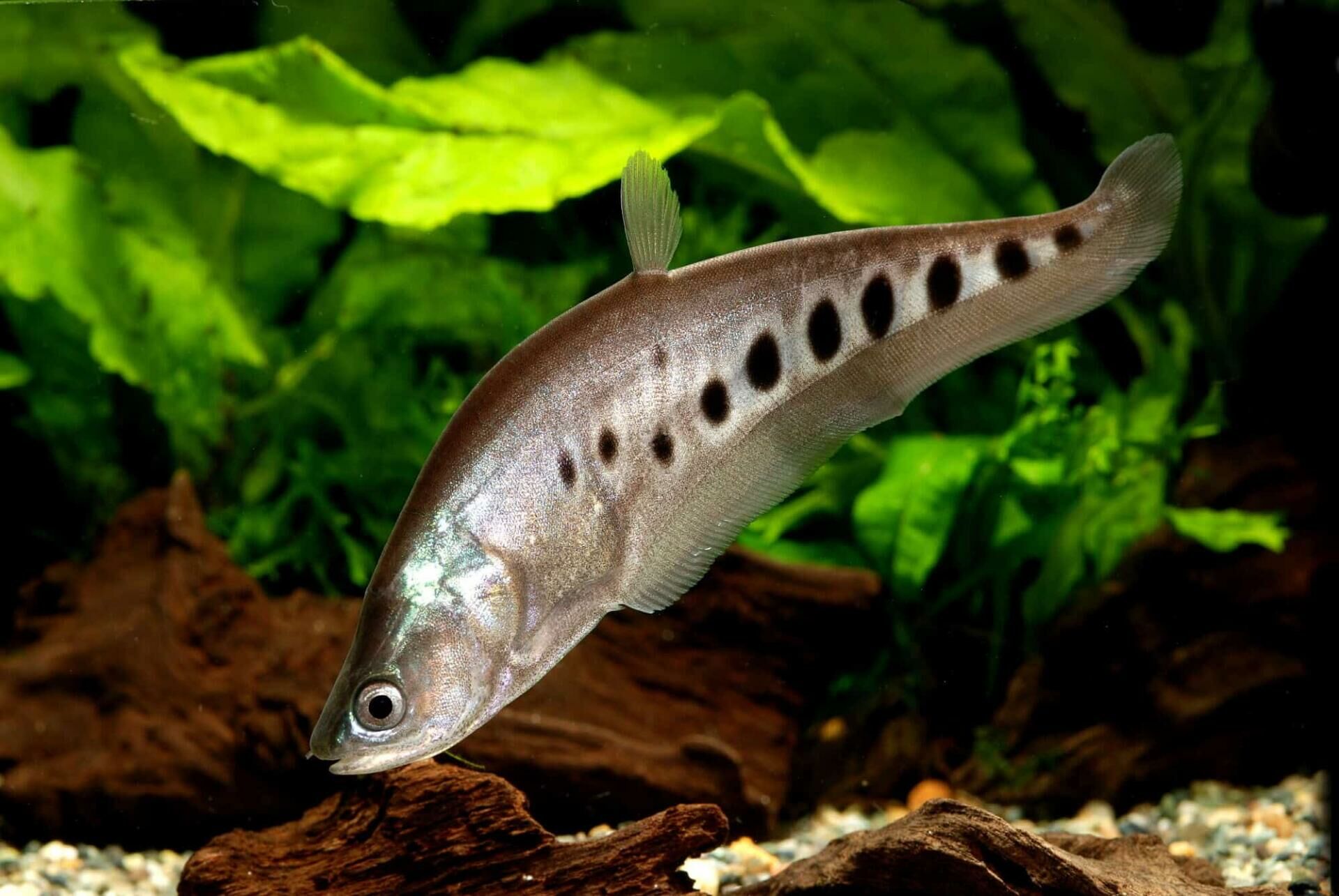 Imagem do Peixe Faca Palhaço